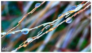 What does transparency mean to you? | Senior Market Advisors